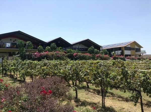 Visite de vignoble et dégustation de vin indien à Nashik