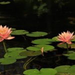 lotus, jardin moghol, mughal garden