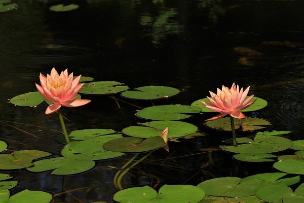 lotus, jardin moghol, mughal garden