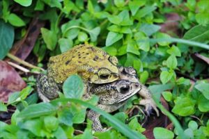 Grenouille, jardin moghol