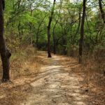 chemin autour du lonar lake, path around lonar lake