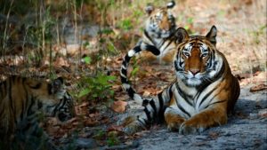 Tadoba national park