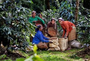 café en Inde, coffee in India